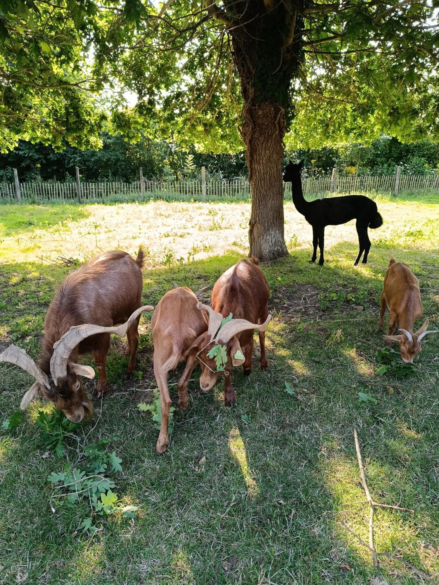 Insolite Pleneuf-Val-Andre
